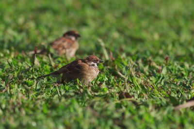 Close-up of bird on grass