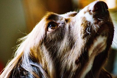 Close-up of a dog looking away