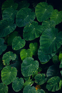 High angle view of leaves in water