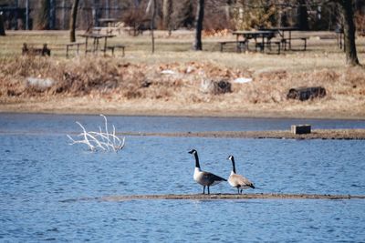 Scenic view of goose by lake