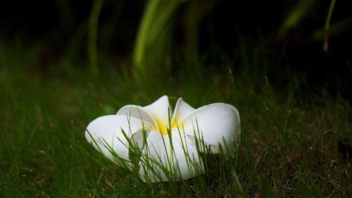 Close-up of grass