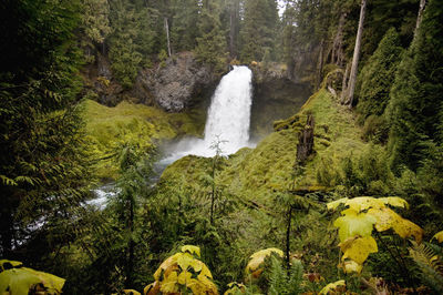 Scenic view of waterfall in rainforest