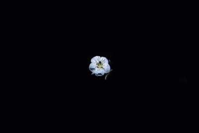 White flower against black background