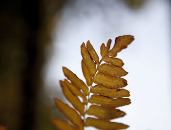 Close-up of plant