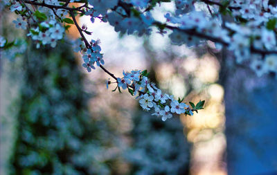 Close-up of cherry blossom on branch