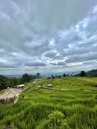 Scenic view of agricultural field against sky