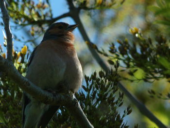 Low angle view of bird perching on branch