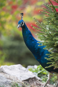 Peacock by plant on field