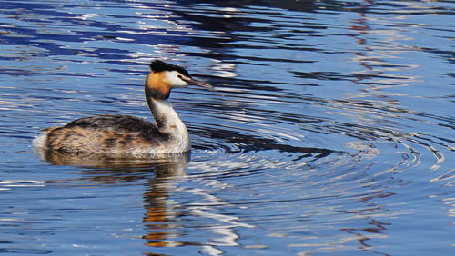 Birds in calm lake