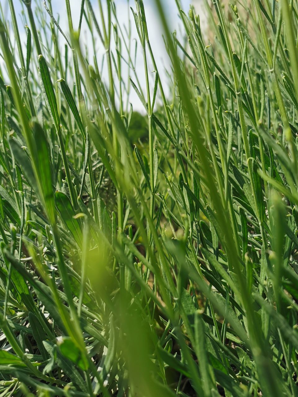 plant, growth, green, grass, field, nature, land, agriculture, lawn, beauty in nature, crop, no people, day, rural scene, cereal plant, landscape, close-up, meadow, flower, leaf, farm, tranquility, outdoors, plant part, freshness, wet, drop, blade of grass, paddy field, environment, hierochloe, food, water, food and drink, plant stem