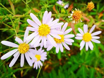 Close-up of yellow flowers blooming outdoors