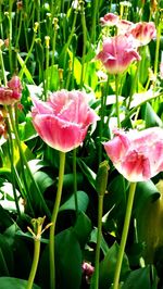 Close-up of pink flowers