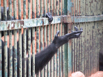 Close-up of bird on wall