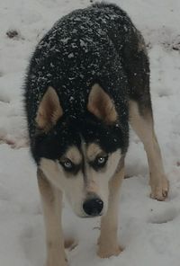 Portrait of dog in snow