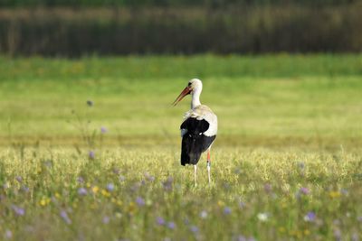 Stork on a field