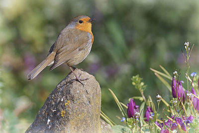 Close-up of bird perching on purple flower