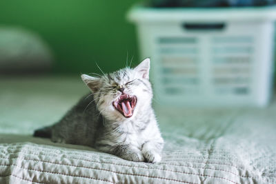 Close-up of cat yawning