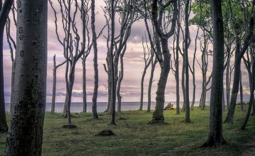 Trees in forest