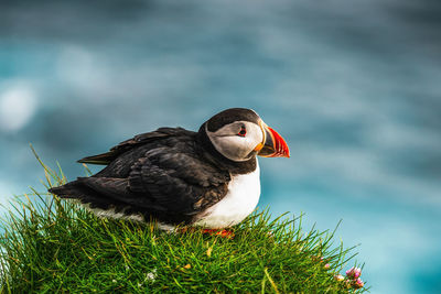 Close-up of bird perching on a plant