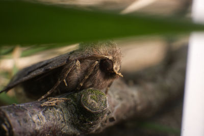 Close-up of lizard on wood