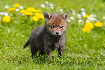 Portrait of fox standing on grassy field