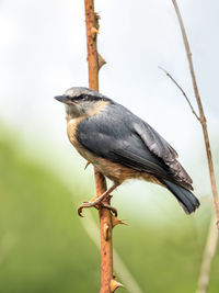 Shot of nuthatch perching on a branch
