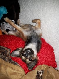 Close-up of dog sleeping on sofa at home