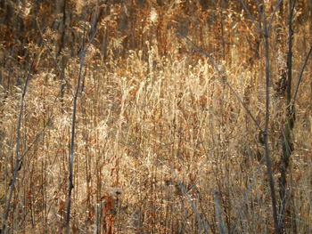 Plants growing in forest