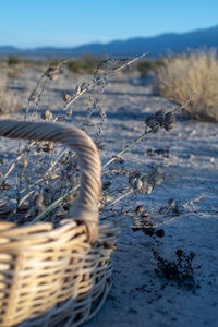  basket, desert wildflowers, dried plants outdoors in mojave desert landscape 