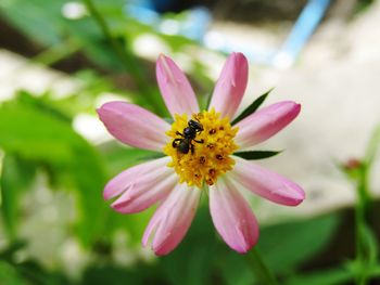 Close-up of insect on pink flower