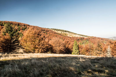 Scenic view of field against clear sky