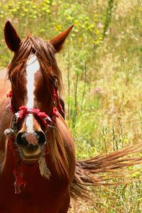 Close-up of horse