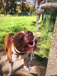 Dog standing in park