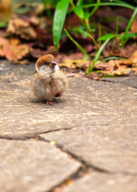 Close-up of bird perching on street