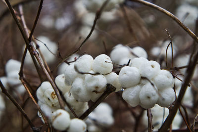 Close-up of white flowering plant