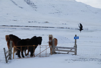 Horses on snow covered landscape