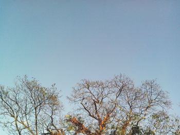 Low angle view of bare tree against blue sky