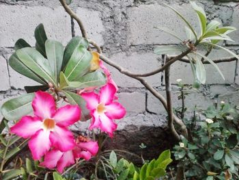 Close-up of pink flowers