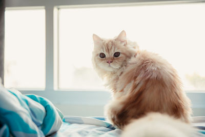 Adorable cute ginger doll face persian cat sitting and looking back in home