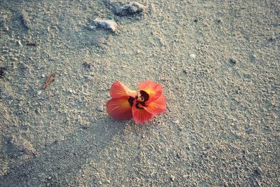High angle view of hibiscus flower