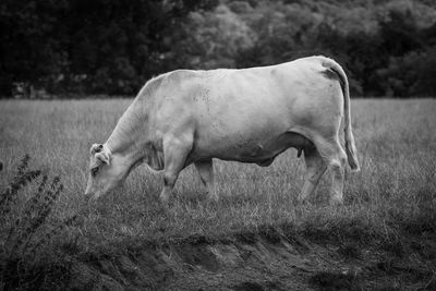 Side view of horse on field