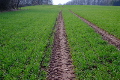 Narrow pathway along plants in field