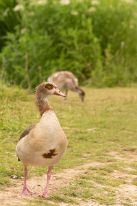 Mallard duck on a field