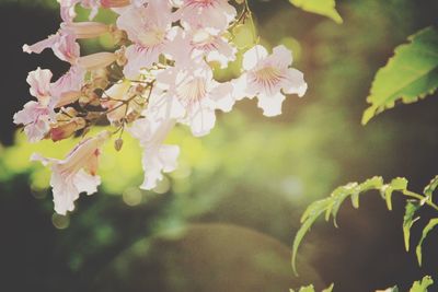 Close-up of pink flowers blooming on tree