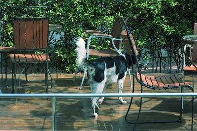 View of a dog in swimming pool