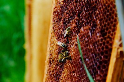 Close-up of honey bees on comb