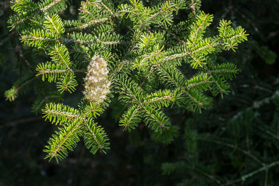 Close-up of fern leaves