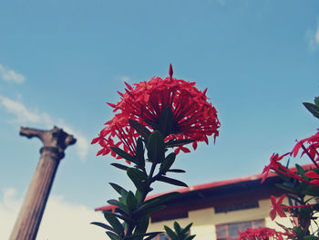 Low angle view of red flower against sky