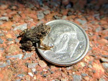 Close-up of coin on metal