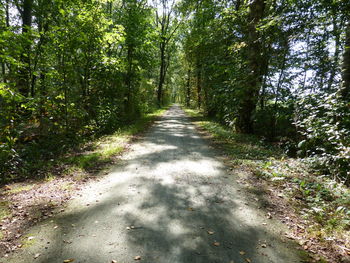 Road amidst trees in forest